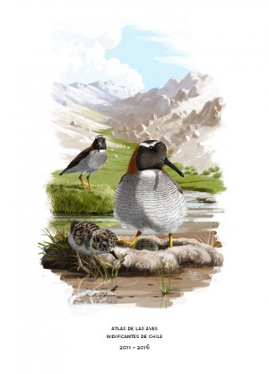 006 Atlas de las aves nidificantes de Chile