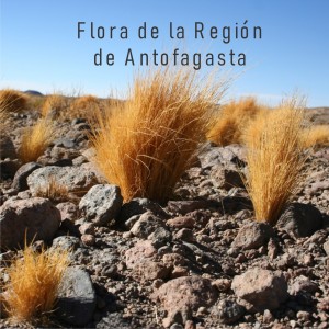 003 Flora de la Región de Antofagasta